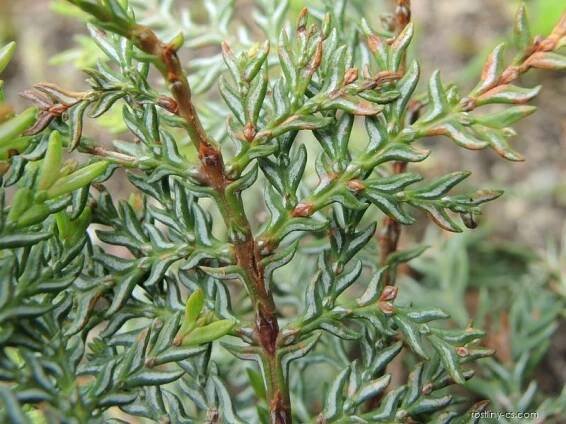 Austrocedrus - Austrocedrus chilensis