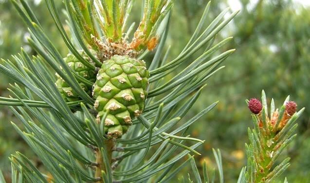 Soubor:Pinus sylvestris, Larvik, Norway.jpg – Wikipedie
