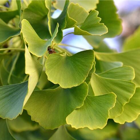 Ginko dvojlaločné – Ginkgo biloba – semená