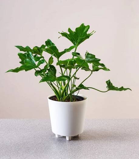 Philodendron selloum green bipinnatifidum nline plant nursery horticult