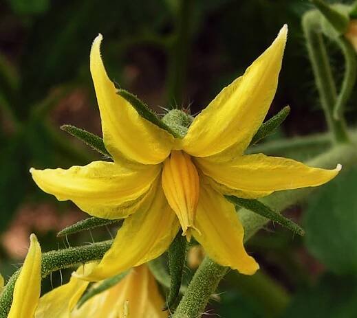 Soubor:Solanum lycopersicum20090613 127.jpg – Wikipedie