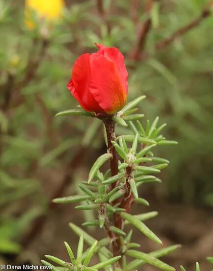 Portulaca grandiflora – šrucha velkokvětá • Pladias: Databáze české flóry a vegetace