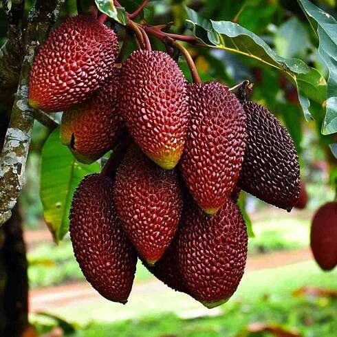 Salak (Snake Fruit) Plantation