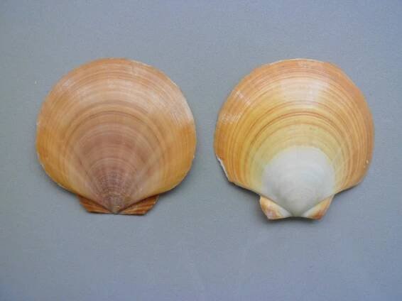 Euvola marensis