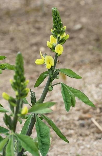 Soubor:Thermopsis fabacea 01.jpg – Wikipedie