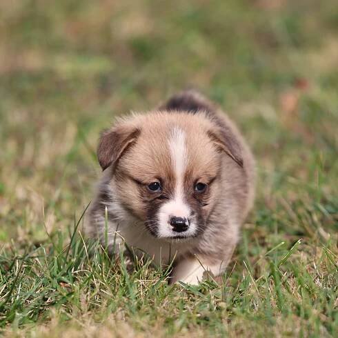 corgi puppies for sale
