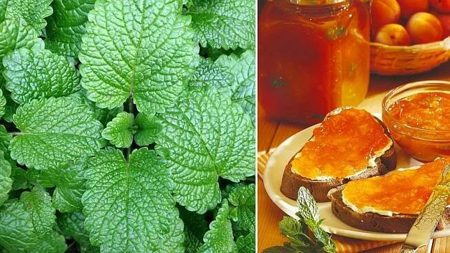 Letní recepty z máty a meduňky: Džem pro chuť i dobré zažívání, sirup proti stresu