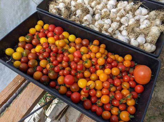Week 12 in-the-box – Shilofarm