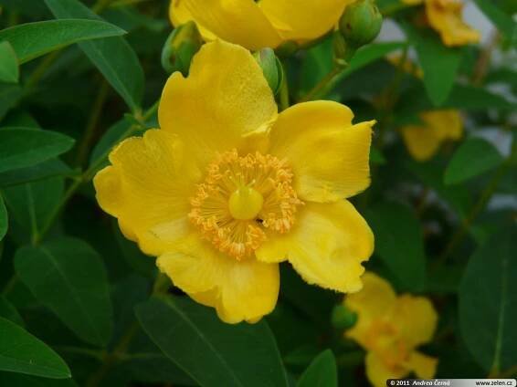 Hypericum hybr. Hidcote třezalka Hypericum patulum Hidcote Hidcote Gold
