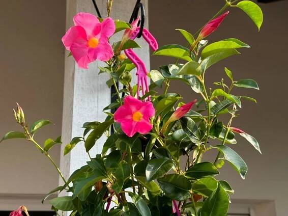 6 Things Everyone with a Dipladenia (Mandevilla) Needs to Know