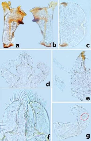 First contribution to the genera Branchiobaetis and Megabranchiella (Ephemeroptera, Baetidae) in China, with descriptions of two new species