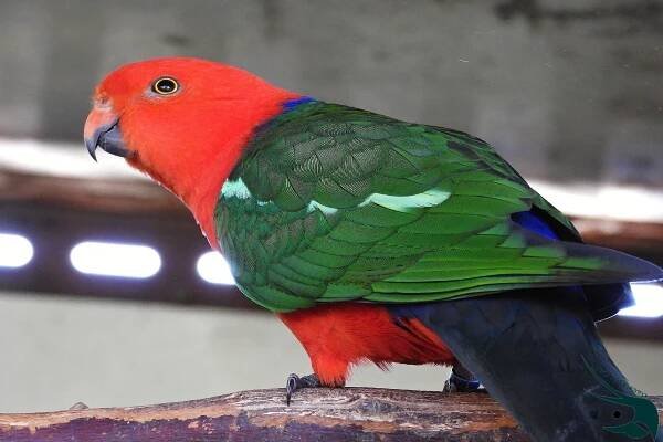 papousek_kralovsky_king_parrot29_12_2020_55