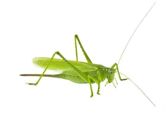 Locust izolovaných na bílém pozadí — Stock obrázek