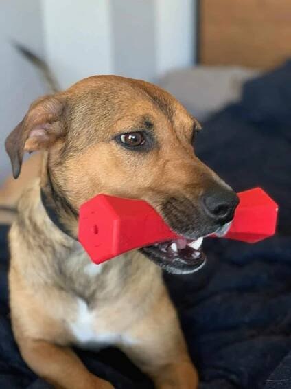 Home | Animal Rescue of the Rockies