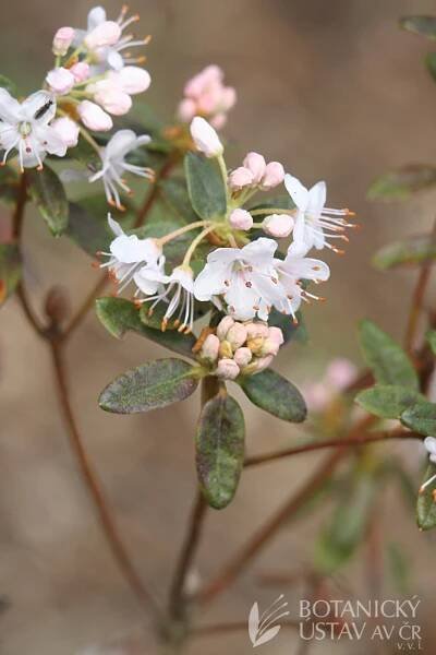 Rhododendron impeditum ´Album´ | Pavel Sekerka | Autoři | iBotky.cz