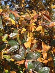 Skalník - větévky s podzimními listy (Cotoneaster neoantoninae)