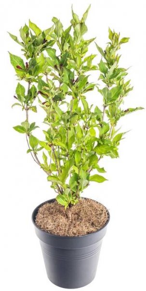 Vajgélie, Weigela Red Prince, kontejner 2.5 l skladem | ZAZUMi.cz