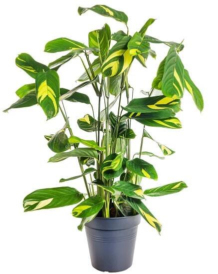Ktenante, Ctenanthe lubbersiana, květináč 17 cm, skladem
