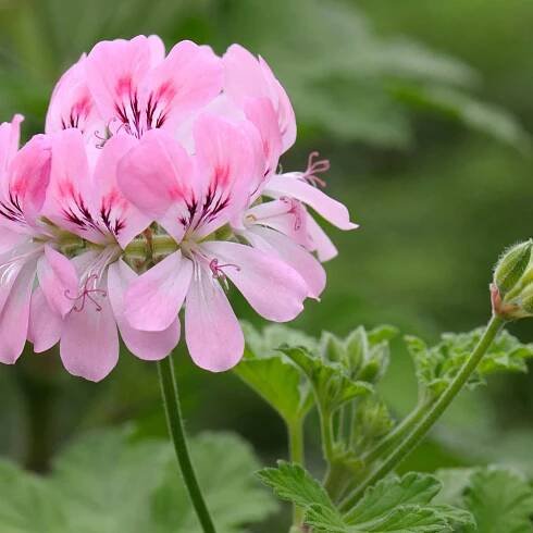 Scented Pelargonium Sweet Mimosa