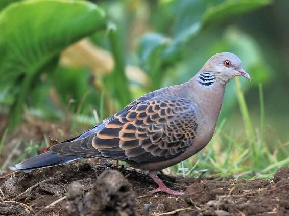 Oriental Turtle Dove