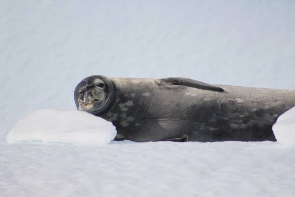 Tuleň leopardí na plovoucím kusu ledu v Antarktidě.