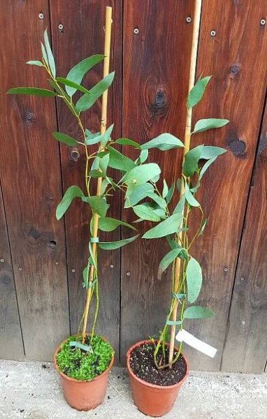 Eukalyptus (Eucalyptus niphophila) veľkosť 70-80cm