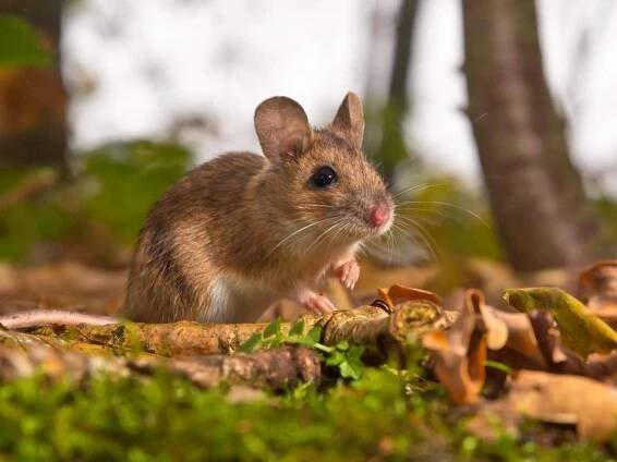Myš žlutohrdlá (Apodemus flavicollis).