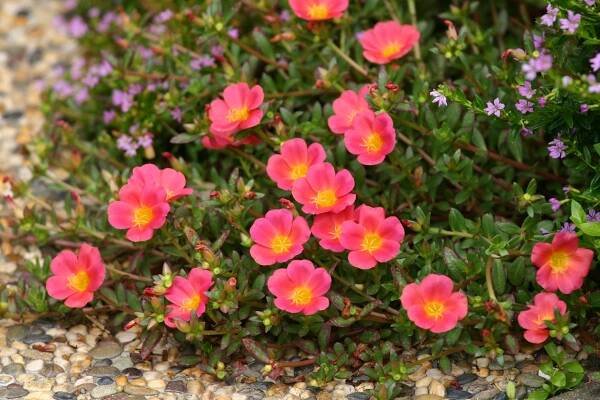 bright portulaca 'sluneční klenoty' kvetoucí podél zahradní cesty - mechovou růži - stock snímky, obrázky a fotky