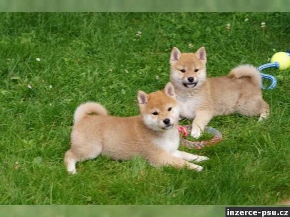 Shiba Inu s PP