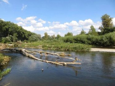 Řeka Bečva v oblasti plánovaného vodního díla Skalička | Česká botanická společnost
