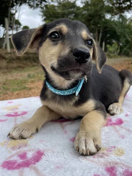 Adopt DANI the dog