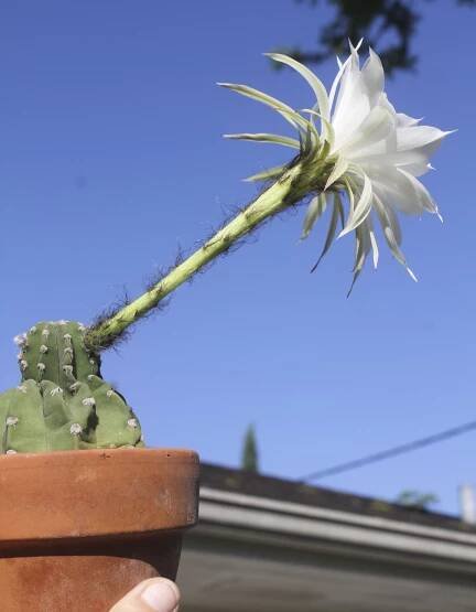 Echinopsis subdenudata 'Domino Cactus'