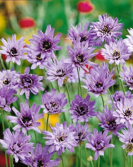 Catananche caerulea , Katananka modravá , K9