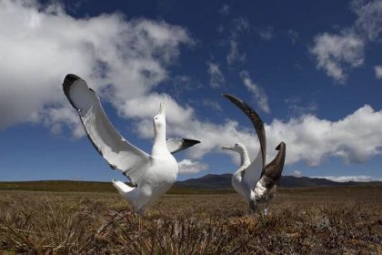  Wandering albatrosses dance to secure their bonds (Otto Whitehead) 