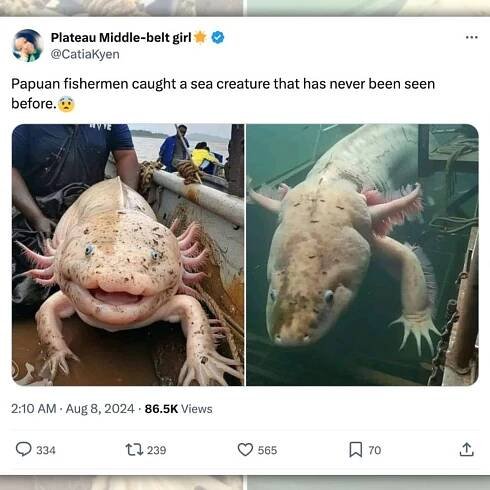Giant Axolotl Pulled from Ocean by Papuan Fisherman?