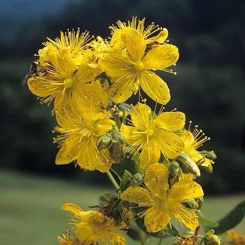 Johanniskraut (Hypericum perforatum)