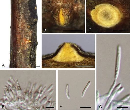 Species of Dendrostoma (Erythrogloeaceae, Diaporthales) associated with chestnut and oak canker diseases in China