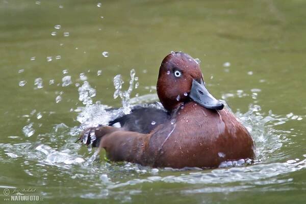 Polák malý | Naturfoto.cz