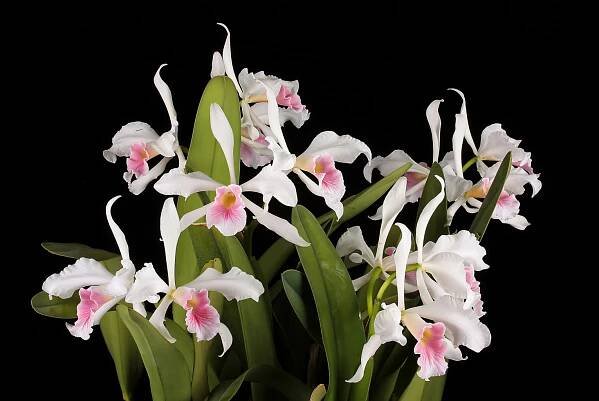 Cattleya purpurata f. carnea