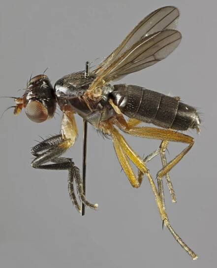 Pteromicra angustipennis