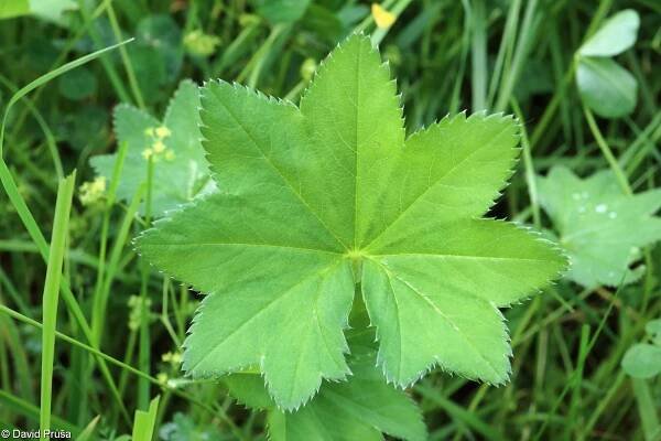 Alchemilla acutiloba – kontryhel ostrolaločný