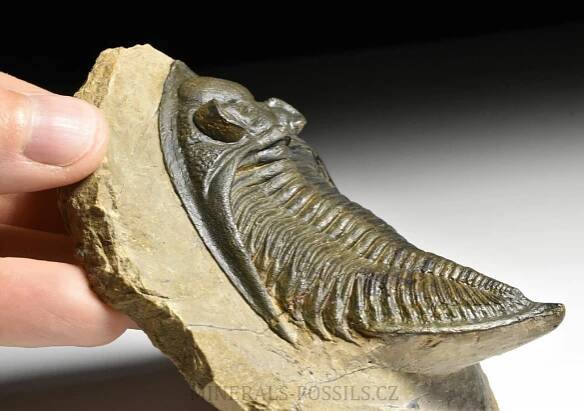 trilobit Zlichovaspis rugosa | minerals-fossils.cz
