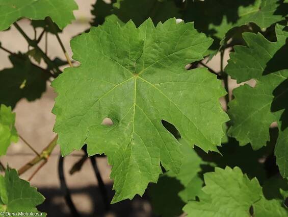Vitis vinifera – réva vinná