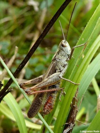 Chorthippus biguttulus - saranče měnlivá | Acrididae - sarančovití | Natura Bohemica