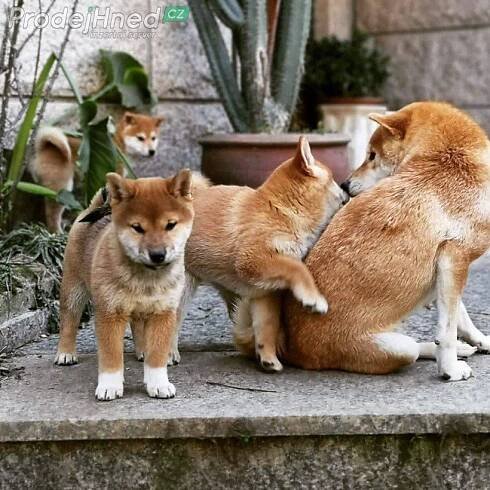 Shiba-Inu štěňata na prodej (5500 Kč)