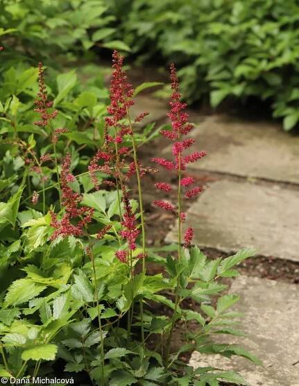 Astilbe Arendsii Group – čechrava zahradní, čechrava skupina Arendsii
