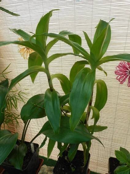 Kalisie voňavá - Callisia fragrans