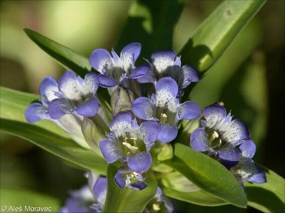 Gentiana cruciata – hořec křížatý
