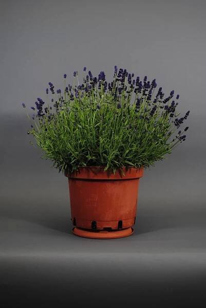 Lavender Pictures - National Garden Bureau
