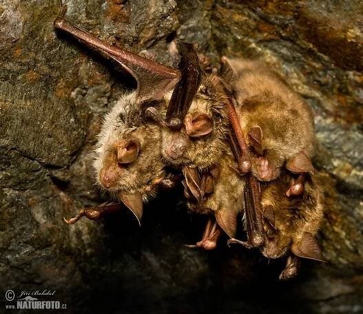 Netopýr velký | Naturfoto.cz